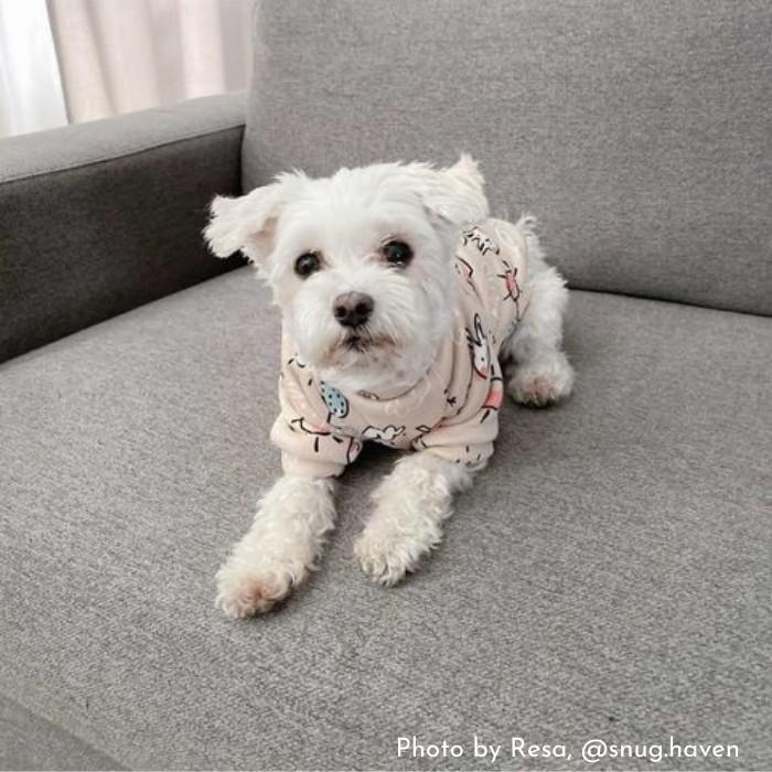 Puppy Pastels Sweater